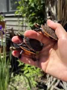 Baby Pink Belly Sideneck Turtles! - Photo 4