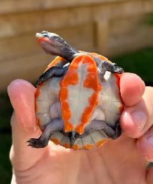 Baby Pink Belly Sideneck Turtles! - Photo 5