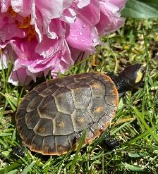 Baby Pink Belly Sideneck Turtles! - Photo 6