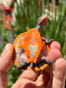 Baby Pink Belly Sideneck Turtles! - Photo 7