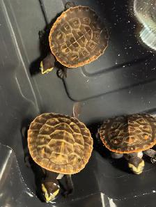 Baby Pink Belly Sideneck Turtles! - Photo 8