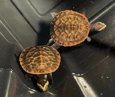 Baby Pink Belly Sideneck Turtles! - Photo 9