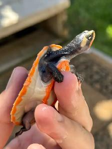 Baby Pink Belly Sideneck Turtles! - Photo 10