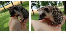 Starting at 180 baby male hedgehogs to adopt