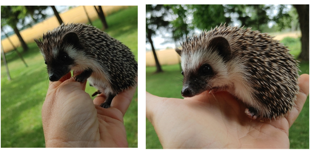 Starting at 180 baby male hedgehogs! Text to reply only :)