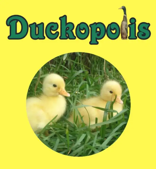 Looking to be a duck farmer?