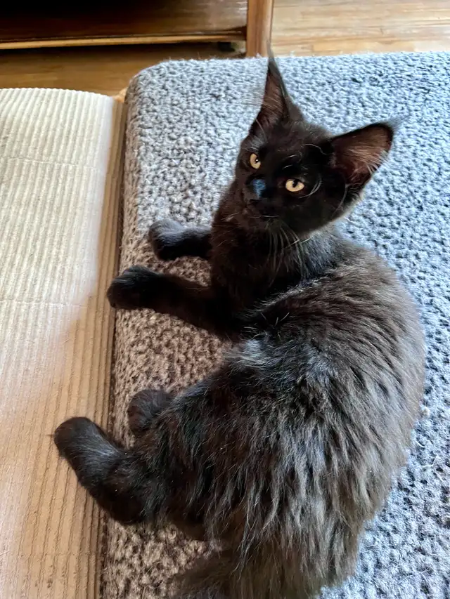 Main coon chaton femelle