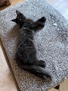 Main coon chaton femelle - Photo 2