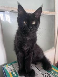 Main coon chaton femelle - Photo 3