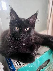Main coon chaton femelle - Photo 4