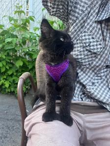 Main coon chaton femelle - Photo 5