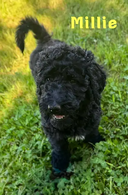F1b Goldendoodle