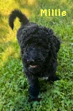 F1b Goldendoodle