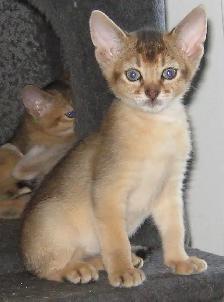 Merveilleux Chatons ABYSSIN - Photo 2