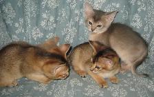 Merveilleux Chatons ABYSSIN - Photo 5