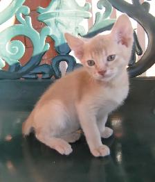 Merveilleux Chatons ABYSSIN - Photo 6