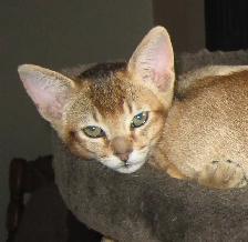 Merveilleux Chatons ABYSSIN - Photo 7