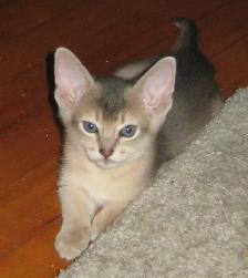 Merveilleux Chatons ABYSSIN - Photo 8