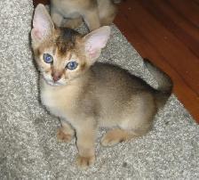 Merveilleux Chatons ABYSSIN - Photo 10