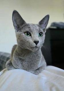Russian Blue Kittens (Hypoallergenic) - Photo 4
