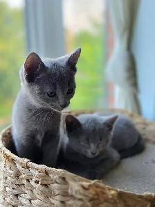 Russian Blue Kittens (Hypoallergenic) - Photo 5