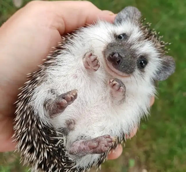Baby girl hedgehogs! Dark chocolate Text to reply.