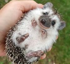 Baby girl hedgies! Dark chocolate Text to reply only please :)