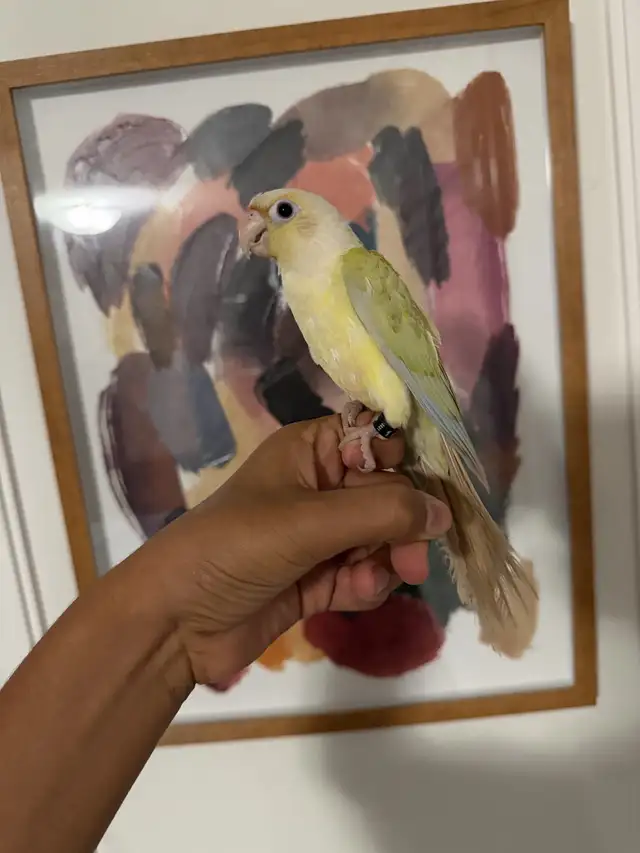 Baby Mooncheek Conure