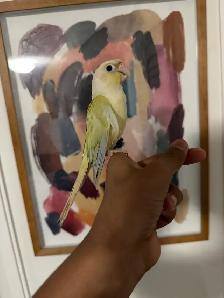 Baby Mooncheek Conure - Photo 3