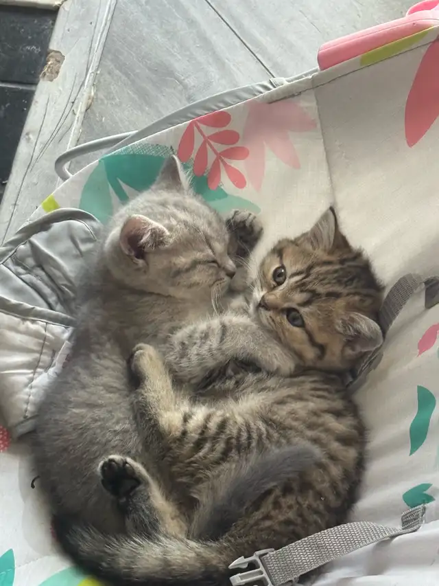 British X Scottish fold Kittens