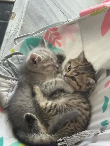 British X Scottish fold Kittens