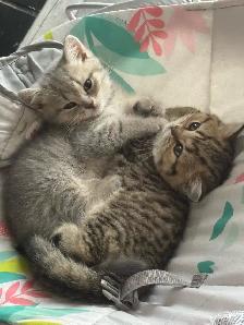 British X Scottish fold Kittens - Photo 2