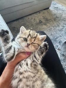 British X Scottish fold Kittens - Photo 3