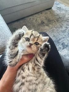 British X Scottish fold Kittens - Photo 4