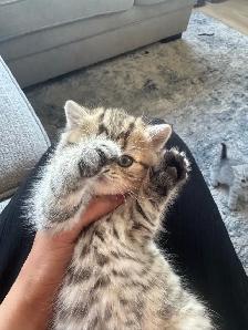 British X Scottish fold Kittens - Photo 5