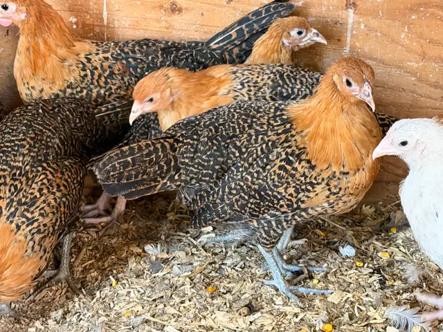 Gold DeathLayer Pullets