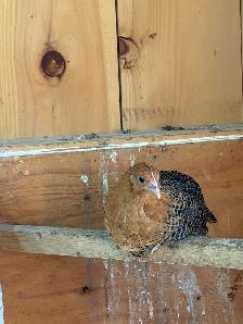 Gold DeathLayer Pullets - Photo 2