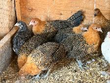 Gold DeathLayer Pullets - Photo 3