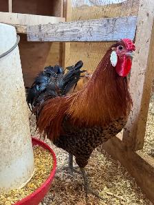 Gold DeathLayer Pullets - Photo 4