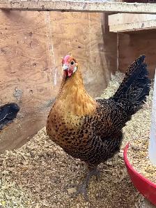 Gold DeathLayer Pullets - Photo 5