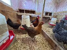 Gold DeathLayer Pullets - Photo 6