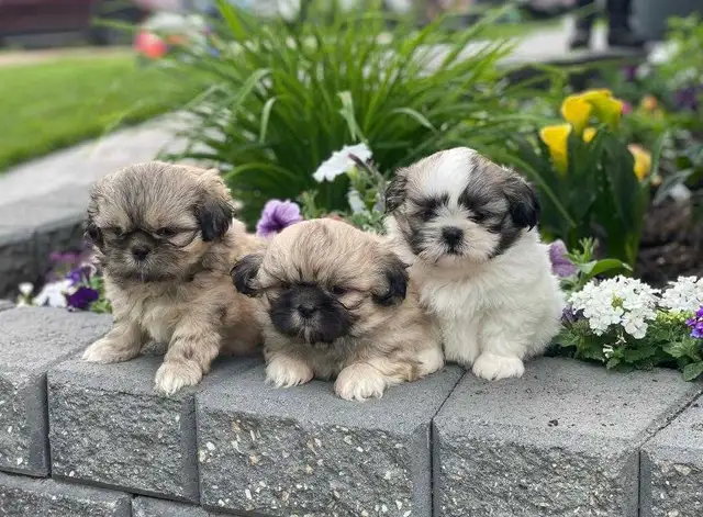 shih tzu puppies pure breed for sale