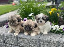 shih tzu puppies pure breed for sale