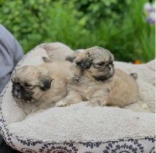 shih tzu puppies pure breed for sale - Photo 2