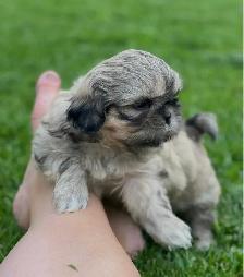 shih tzu puppies pure breed for sale - Photo 3