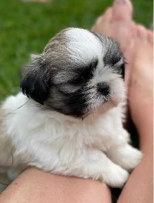 shih tzu puppies pure breed for sale - Photo 4