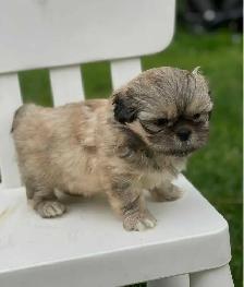 shih tzu puppies pure breed for sale - Photo 5