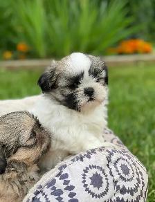 shih tzu puppies pure breed for sale - Photo 6