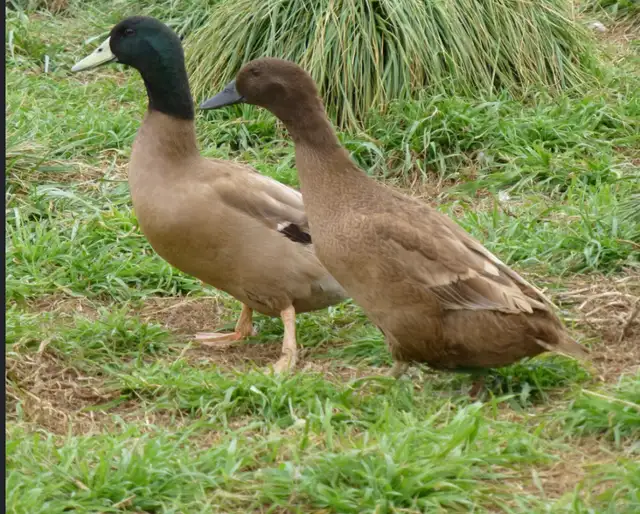 3 Khaki Campbell ducklings