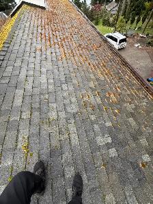 Roof Moss Removal & Gutter Cleaning - Vancouver & Island - Photo 2